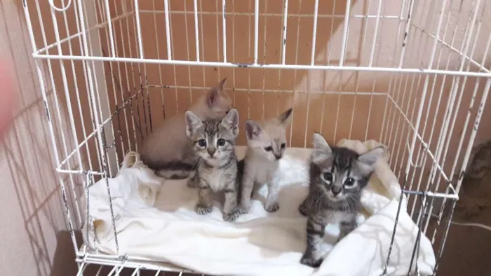 Gato ra a sem raça específica idade Abaixo de 2 meses nome Borbotões