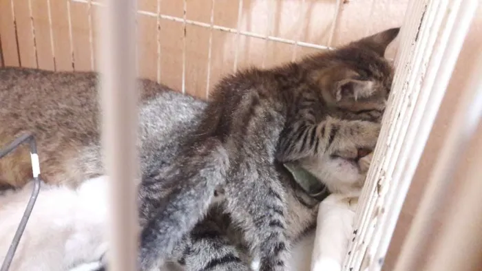 Gato ra a sem raça específica idade Abaixo de 2 meses nome Borbotões