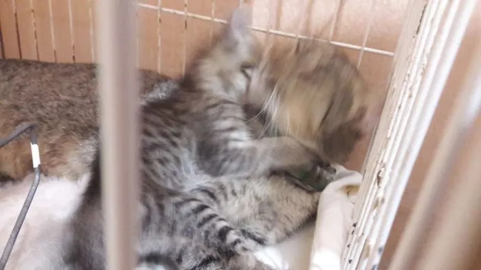 Gato ra a sem raça específica idade Abaixo de 2 meses nome Borbotões