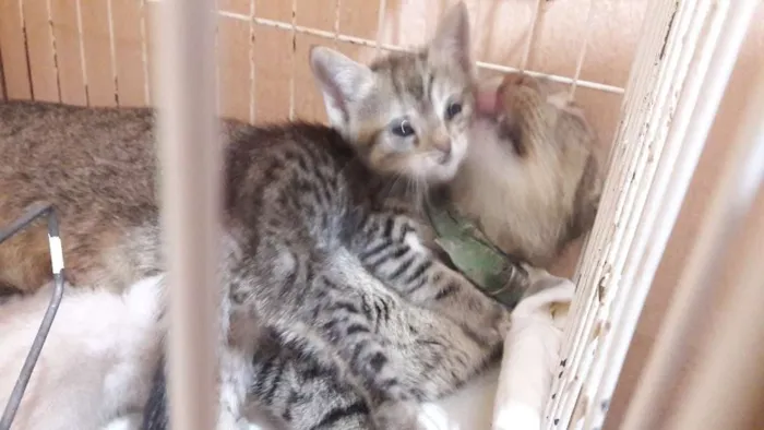 Gato ra a sem raça específica idade Abaixo de 2 meses nome Borbotões