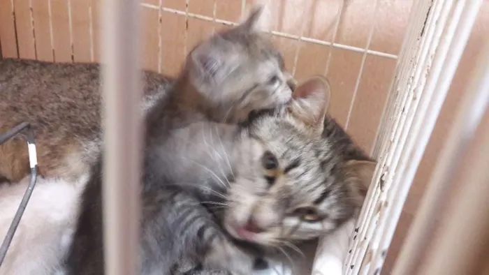 Gato ra a sem raça específica idade Abaixo de 2 meses nome Borbotões