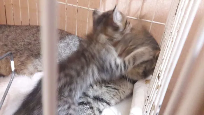 Gato ra a sem raça específica idade Abaixo de 2 meses nome Borbotões