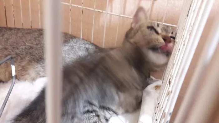 Gato ra a sem raça específica idade Abaixo de 2 meses nome Borbotões