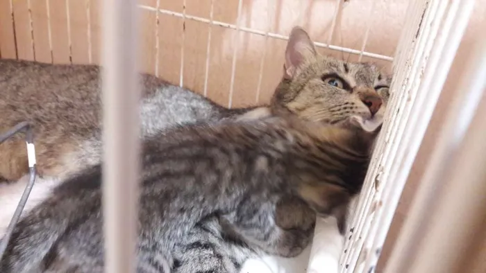 Gato ra a sem raça específica idade Abaixo de 2 meses nome Borbotões