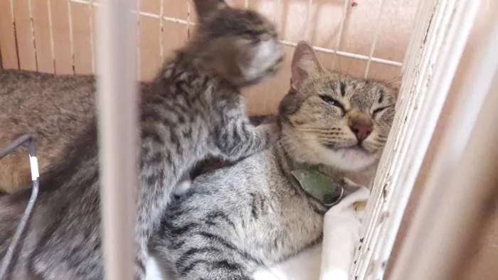 Gato ra a sem raça específica idade Abaixo de 2 meses nome Borbotões