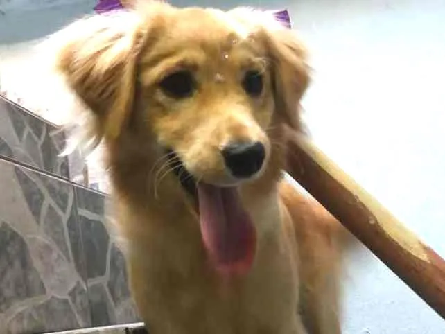 Cachorro raça SRN  idade 7 a 11 meses nome Luna