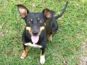 Cachorro raça Várias misturas idade 1 ano nome Lila