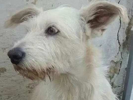 Cachorro ra a srd idade 4 anos nome Xuxa