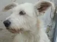 Xuxa