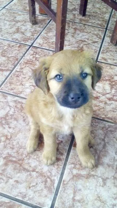 Cachorro ra a fila brasileiro idade Abaixo de 2 meses nome lua,mel