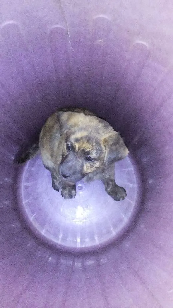 Cachorro ra a fila brasileiro idade Abaixo de 2 meses nome lua,mel