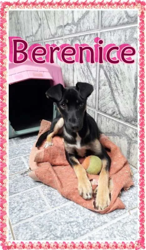 Cachorro ra a SRD idade 2 a 6 meses nome Berenice