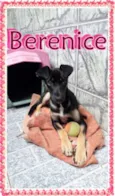 Berenice