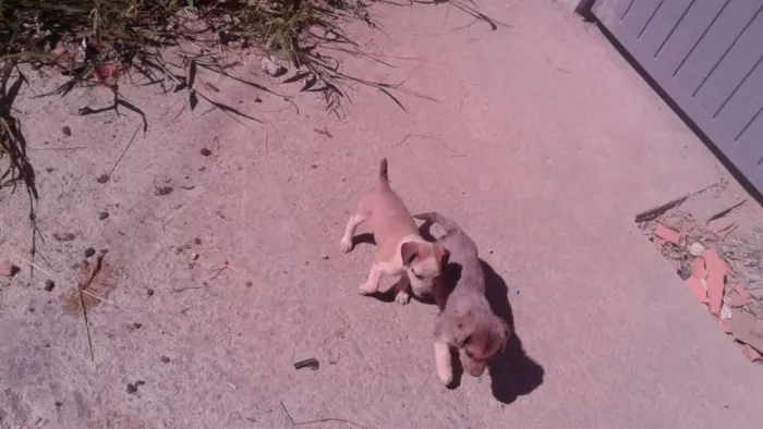 Cachorro ra a vira lata idade Abaixo de 2 meses nome sem nomes