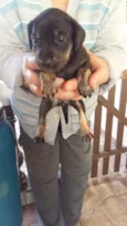 Baby dog