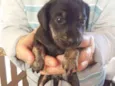 Baby dog