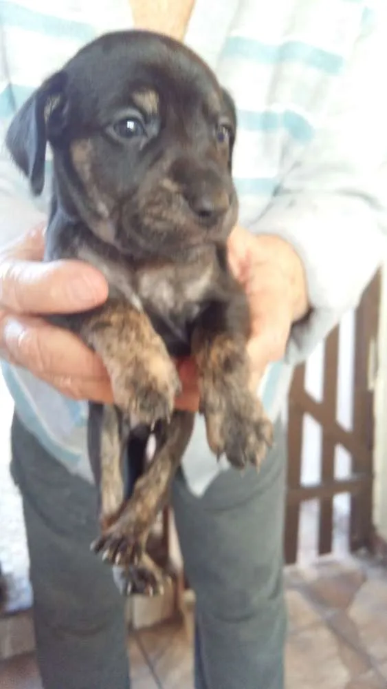 Cachorro ra a Sem raça definida idade Abaixo de 2 meses nome Baby dog
