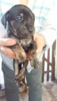 Baby dog