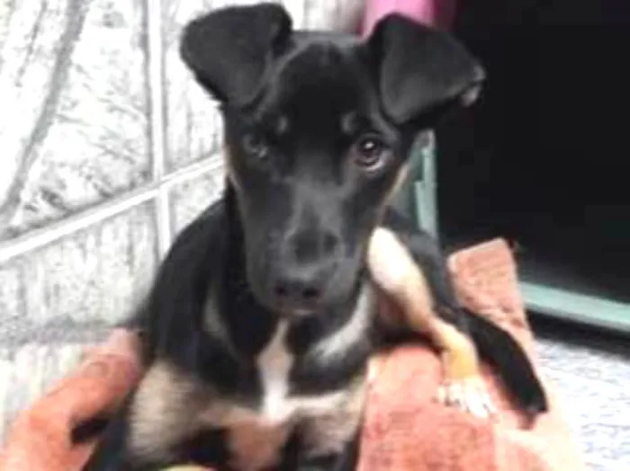 Cachorro ra a SRD idade 2 a 6 meses nome Berenice