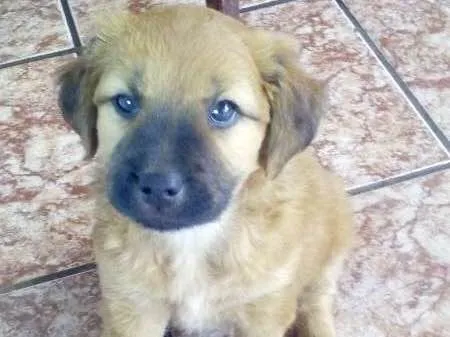 Cachorro ra a fila brasileiro idade Abaixo de 2 meses nome lua,mel