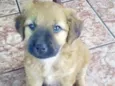 lua,mel