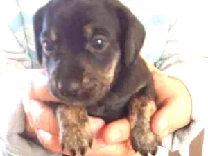 Cachorro raça Sem raça definida idade Abaixo de 2 meses nome Baby dog