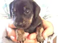 Baby dog