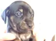 Baby dog