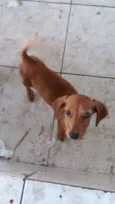 Dalila
