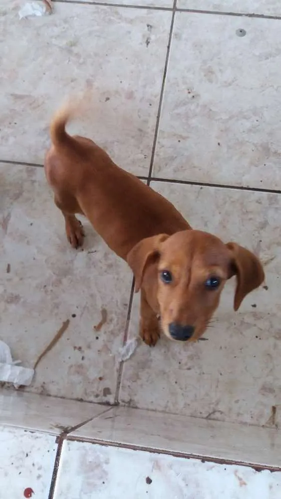 Cachorro raça Não tem idade 2 a 6 meses nome Dalila