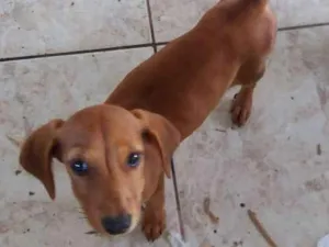 Cachorro raça Não tem idade 2 a 6 meses nome Dalila