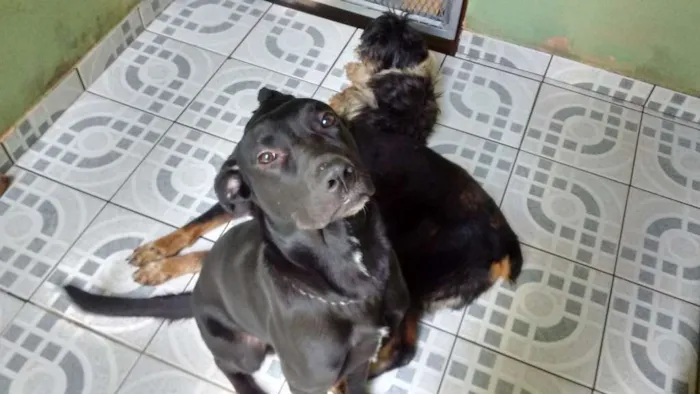 Cachorro ra a Nao definida idade 7 a 11 meses nome Xango