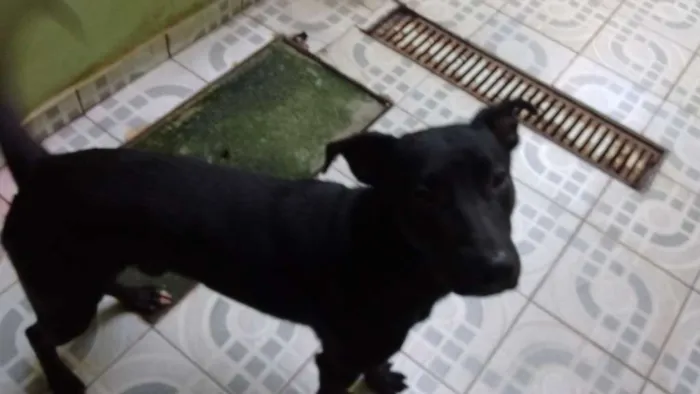 Cachorro ra a Nao definida idade 7 a 11 meses nome Xango