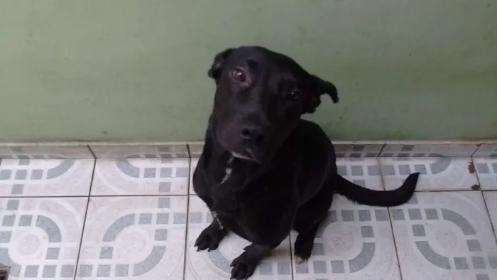 Cachorro ra a Nao definida idade 7 a 11 meses nome Xango