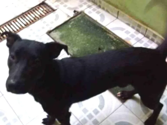 Cachorro ra a Nao definida idade 7 a 11 meses nome Xango