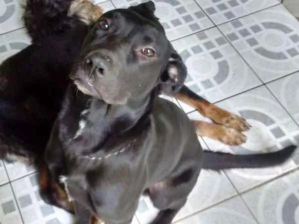 Cachorro ra a Nao definida idade 7 a 11 meses nome Xango