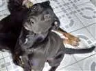 Cachorro raça Nao definida idade 7 a 11 meses nome Xango