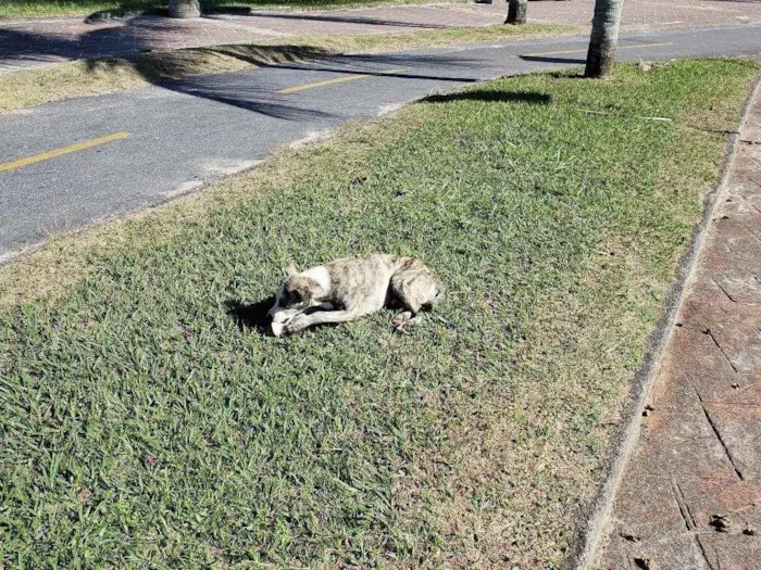Cachorro ra a SRD idade 7 a 11 meses nome Sem Nome Definido