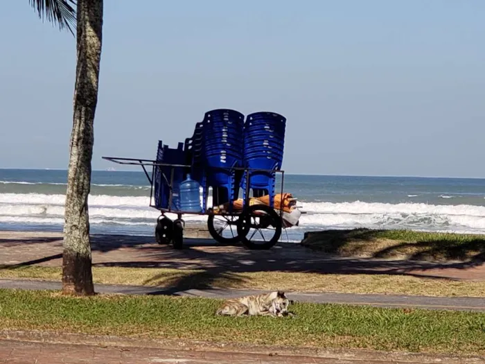 Cachorro ra a SRD idade 7 a 11 meses nome Sem Nome Definido