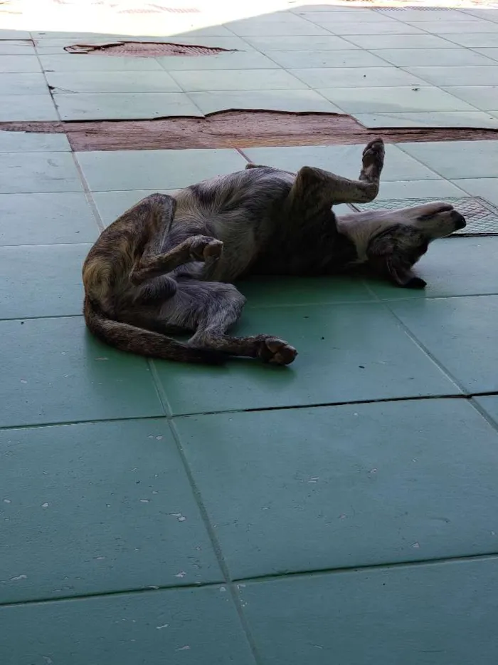 Cachorro ra a SRD idade 7 a 11 meses nome Sem Nome Definido
