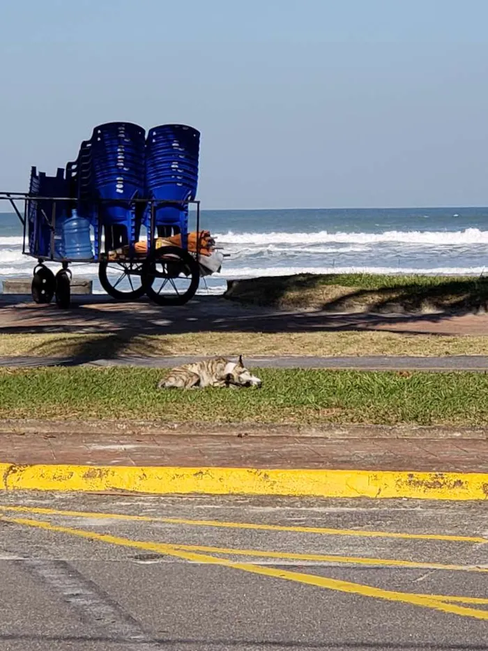 Cachorro ra a SRD idade 7 a 11 meses nome Sem Nome Definido