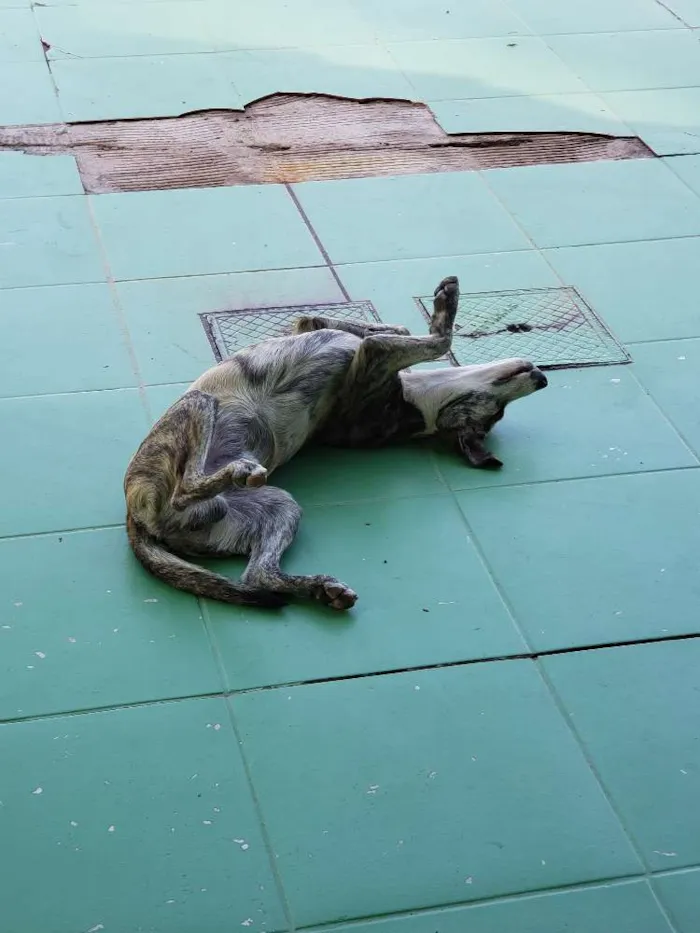 Cachorro ra a SRD idade 7 a 11 meses nome Sem Nome Definido