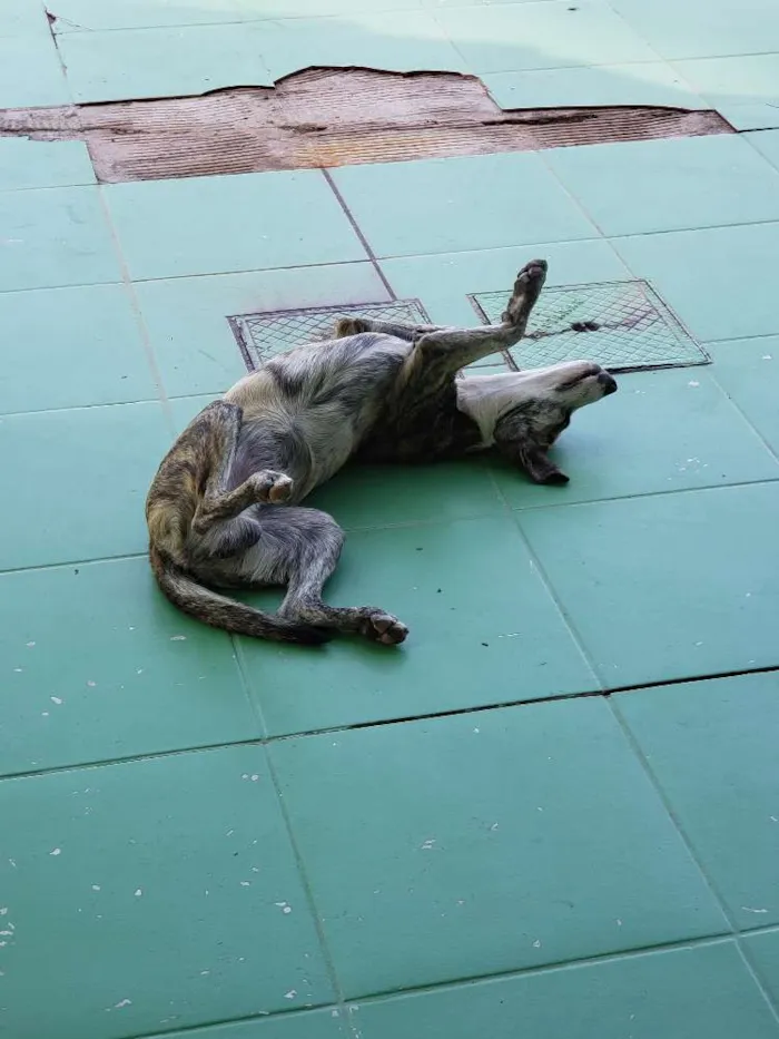 Cachorro ra a SRD idade 7 a 11 meses nome Sem Nome Definido