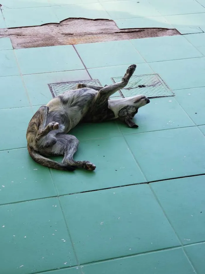 Cachorro ra a SRD idade 7 a 11 meses nome Sem Nome Definido
