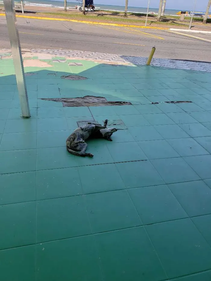 Cachorro ra a SRD idade 7 a 11 meses nome Sem Nome Definido