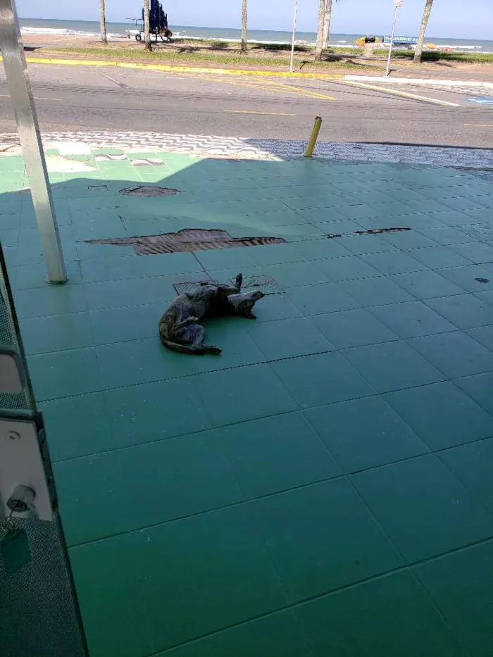 Cachorro ra a SRD idade 7 a 11 meses nome Sem Nome Definido