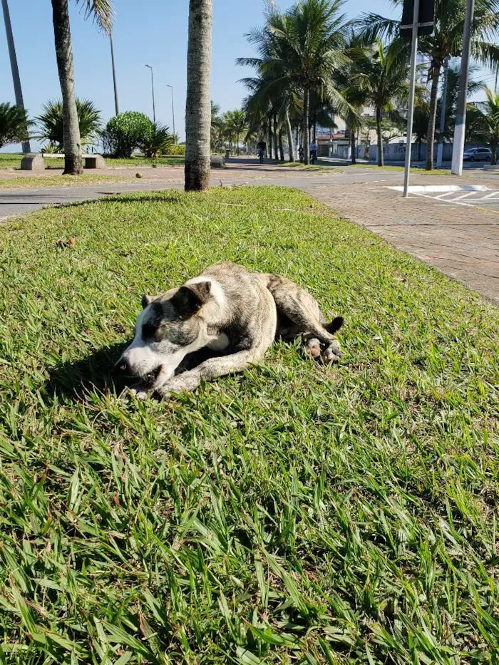 Cachorro ra a SRD idade 7 a 11 meses nome Sem Nome Definido