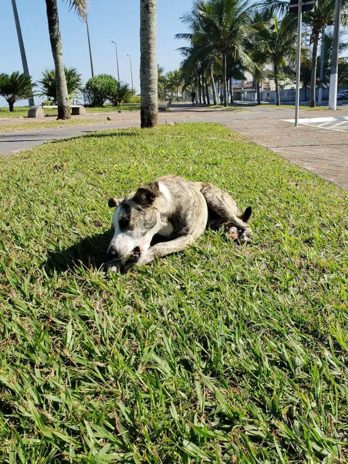 Cachorro ra a SRD idade 7 a 11 meses nome Sem Nome Definido