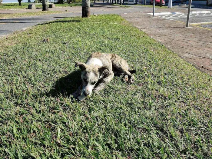 Cachorro ra a SRD idade 7 a 11 meses nome Sem Nome Definido