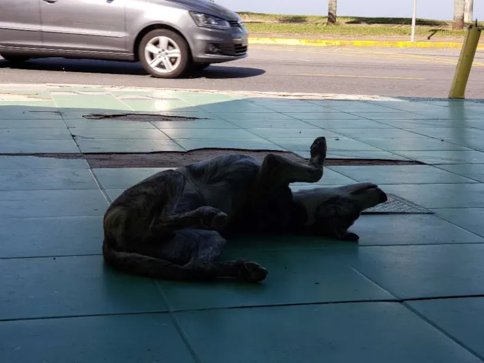Cachorro ra a SRD idade 7 a 11 meses nome Sem Nome Definido